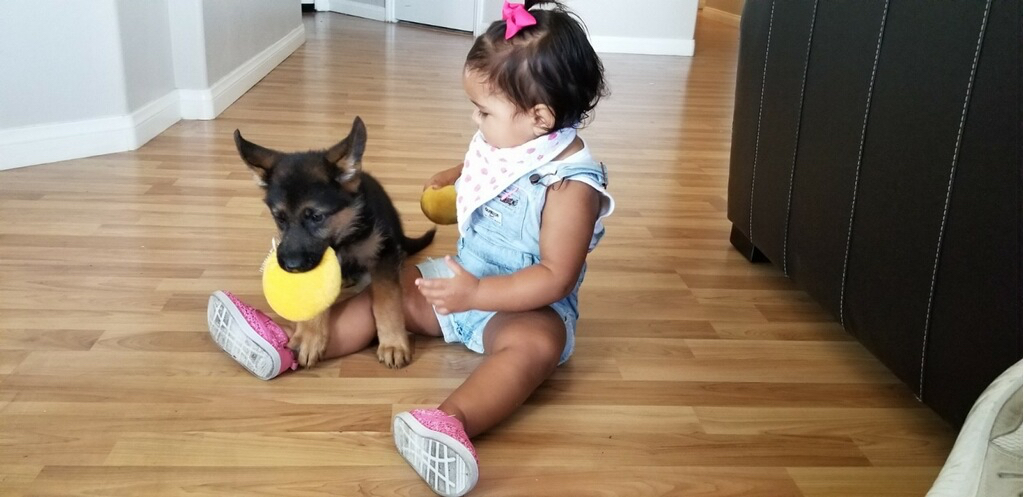 Is German shepherd a good family dog?